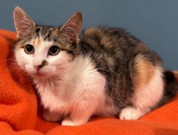 Rescue Domestic Short Hair Cats for Adoption in Waynesville, Missouri - April | PetCurious