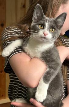 Daisy -  Domestic Short Hair Cat for Adoption in Pasco, Washington - Daisy | PetCurious