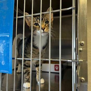 Millie -  Domestic Short Hair Cat for Adoption in Knoxville, Tennessee - Millie | PetCurious