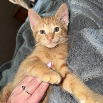 Chevy -  Domestic Short Hair Cat for Adoption in Danbury, Connecticut - Chevy | PetCurious
