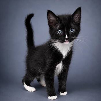 Parton -  Domestic Medium Hair Cat for Adoption in Newport, Tennessee - Parton | PetCurious