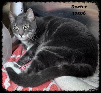 Domestic Short Hair and Tabby Cats Available for Adoption - DEXTER | PetCurious