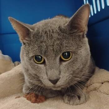 Tootsie Roll -  Domestic Short Hair Cat for Adoption in Bentonville, Arkansas - Tootsie Roll | PetCurious