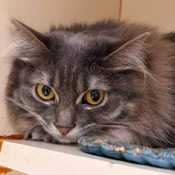 Elsa -  Domestic Short Hair Cat for Adoption in Murray, Utah - Elsa | PetCurious