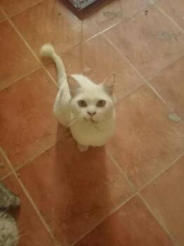 Rescue Turkish Angora Cats for Adoption in Wolcott, Connecticut - Snow | PetCurious