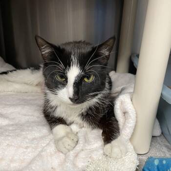 Mary Jane -  American Shorthair Cat Available for Adoption in North Kingstown, Rhode Island - Mary Jane | PetCurious