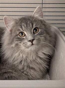 Domestic Long Hair Cats Available for Adoption - Hudson | PetCurious