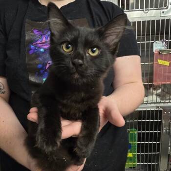 Wool -  Siamese and Domestic Medium Hair Cat for Adoption in Spokane, Washington - Wool | PetCurious