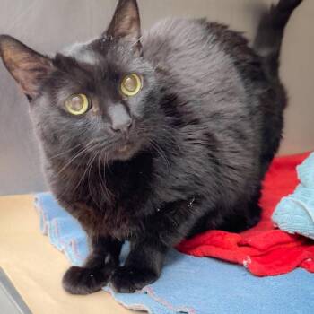 CC 26-07-121 -  Domestic Medium Hair Cat for Adoption in Bastrop, Texas - CC 26-07-121 | PetCurious