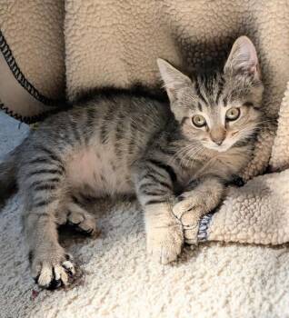 *Gelato -  Domestic Short Hair Cat for Adoption in Newnan, Georgia - *Gelato | PetCurious