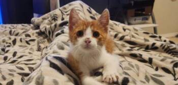 Rescue Domestic Short Hair Cats for Adoption in Houston, Texas - Sir Georgie | PetCurious
