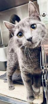 Domestic Short Hair Cats Available for Adoption - Onyx (Petsmart) | PetCurious