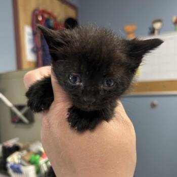 Domestic Short Hair Cats Available for Adoption in Saint Joseph, Missouri - MC Hammer(M5) | PetCurious
