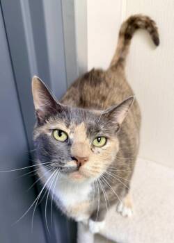 Morganna -  Domestic Short Hair Cat for Adoption in Pottsville, Pennsylvania - Morganna | PetCurious
