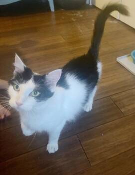 Elowen -  Domestic Long Hair Cat for Adoption in Evans, Georgia - Elowen | PetCurious