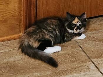 Shirley Temple -  Calico Cat for Adoption in Mansfield, Texas - Shirley Temple | PetCurious