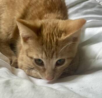 Princess Sparkle -  Domestic Short Hair Cat for Adoption in Plymouth, Michigan - Princess Sparkle | PetCurious