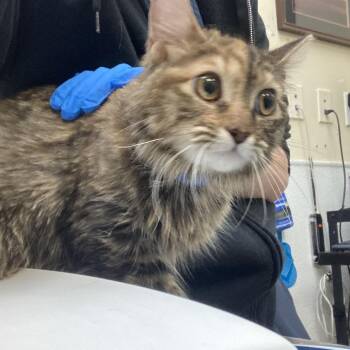 Gibby 2 -  Domestic Short Hair Cat Available for Adoption in Galveston, Texas - Gibby 2 | PetCurious