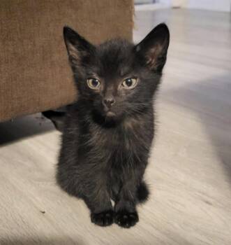 Rescue Domestic Short Hair Cats for Adoption in Winnipeg, Manitoba - Jasper | PetCurious