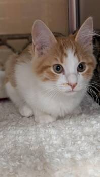 Winnie -  Domestic Medium Hair Cat for Adoption in Missoula, Montana - Winnie | PetCurious