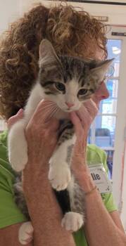 2026-79 Sleepy Willy -  Domestic Short Hair Cat for Adoption in Windsor, Connecticut - 2026-79 Sleepy Willy | PetCurious