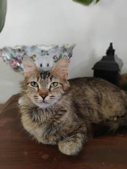 Merengue -  Domestic Medium Hair Cat for Adoption in Oak Park, Michigan - Merengue | PetCurious