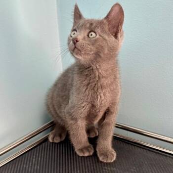 Jasper -  Domestic Short Hair Cat for Adoption in New Fairfield, Connecticut - Jasper | PetCurious