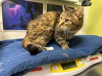 MEOW MEOW -  Domestic Short Hair Cat for Adoption in Pueblo, Colorado - MEOW MEOW | PetCurious