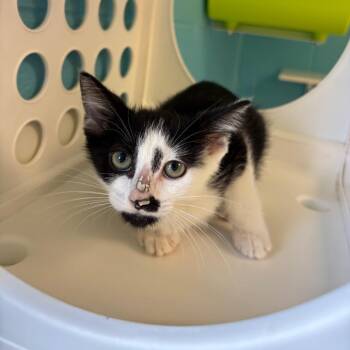 Bruce -  Domestic Medium Hair Cat for Adoption in Roxboro, North Carolina - Bruce | PetCurious