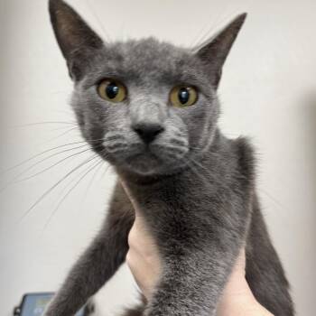 Domestic Short Hair Cats Available for Adoption in Columbiana, Alabama - Yarrow | PetCurious