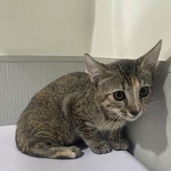 Friday -  Domestic Short Hair Cat for Adoption in Tampa, Florida - Friday | PetCurious
