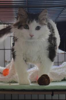 Tabby Cats Available for Adoption in Claresholm, Alberta - Punky | PetCurious