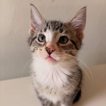 Potato (bonded with Chip) -  Domestic Short Hair Cat for Adoption in Chicago, Illinois - Potato (bonded With Chip) | PetCurious