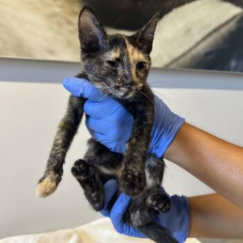 IVHS-Stray-139527 -  Domestic Short Hair Cat for Adoption in San Gabriel, California - IVHS-Stray-139527 | PetCurious