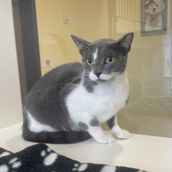 Rescue Domestic Short Hair Cats for Adoption in Beaumont, Texas - Sasha | PetCurious