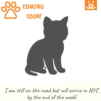 Rescue Domestic Short Hair Cats for Adoption in New York, New York - Abigale | PetCurious