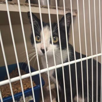 Domestic Short Hair Cats Available for Adoption in Madill, Oklahoma - Fleur | PetCurious