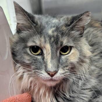 Amber -  Domestic Long Hair Cat for Adoption in Springfield, Illinois - Amber | PetCurious