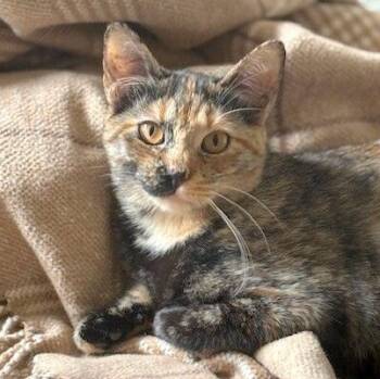 Domestic Short Hair and Tortoiseshell Cats Available for Adoption - Scout Jerny | PetCurious