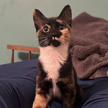 Chianti -  Domestic Short Hair Cat for Adoption in Bellmawr, New Jersey - Chianti | PetCurious