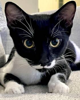 Tuxedo Cats Available for Adoption in Phoenix, Arizona - Monsoon | PetCurious