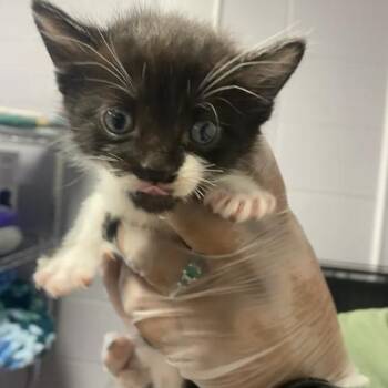 Stache -  Domestic Short Hair Cat for Adoption in South Elgin, Illinois - Stache | PetCurious