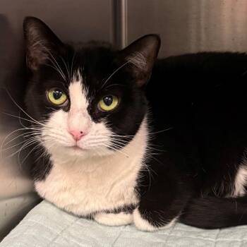 Domestic Short Hair Cats Available for Adoption in East Hanover, New Jersey - Emmy Lou | PetCurious