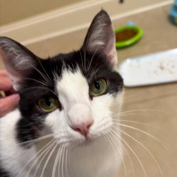 Domestic Short Hair Cats Available for Adoption in Franklin, Tennessee - Silva | PetCurious