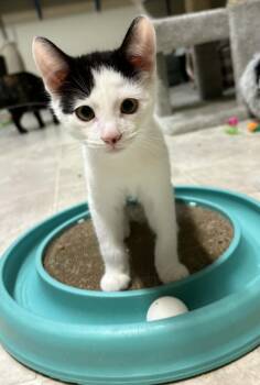 Bowie -  Domestic Short Hair Cat for Adoption in Ocean City, New Jersey - Bowie | PetCurious