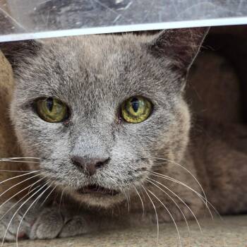 Grey Ghost -  Domestic Medium Hair Cat for Adoption in Philadelphia, Pennsylvania - Grey Ghost | PetCurious