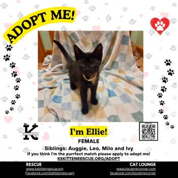 Ellie -  Domestic Short Hair Cat for Adoption in OSBORNVILLE, New Jersey - Ellie | PetCurious