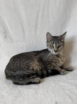 Granola -  Domestic Short Hair Cat for Adoption in Buffalo, Minnesota - Granola | PetCurious