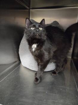 Domestic Long Hair Cats Available for Adoption - Jinx | PetCurious