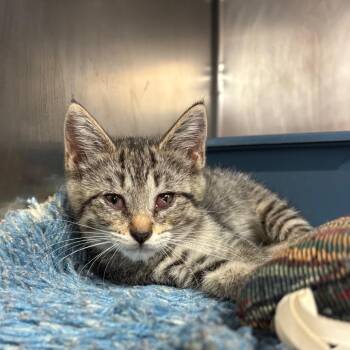 Marble - Playful & Curious -  Domestic Short Hair Cat for Adoption in Flagstaff, Arizona - Marble - Playful & Curious | PetCurious